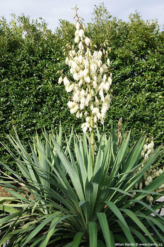 yucca gloriosa
