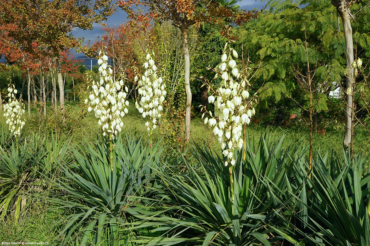 yucca gloriosa