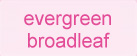 evergreen broadleaf
