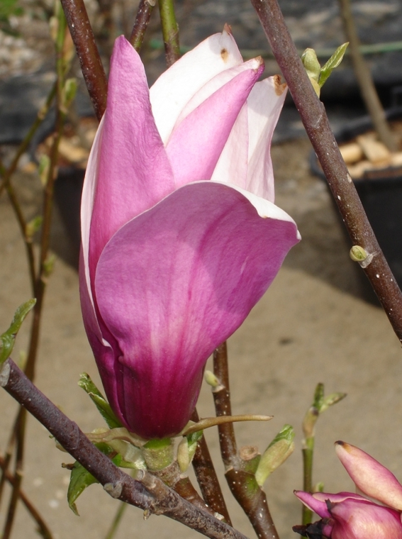 Details 298 imagen magnolia liliflora purpurea