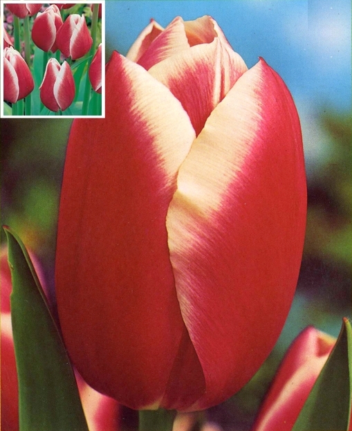 Lucky Strike Triumph Tulip
