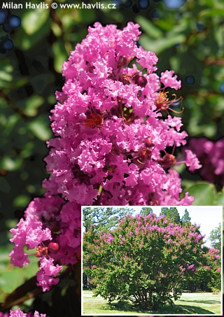 Lagerstroemia indica