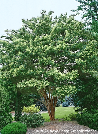 Lagerstroemia fauriei