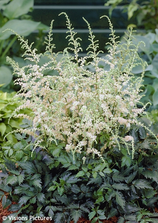 Astilbe 