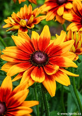 Rudbeckia hirta