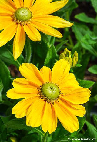 Rudbeckia hirta