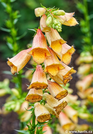 Digitalis 'Waldigone'