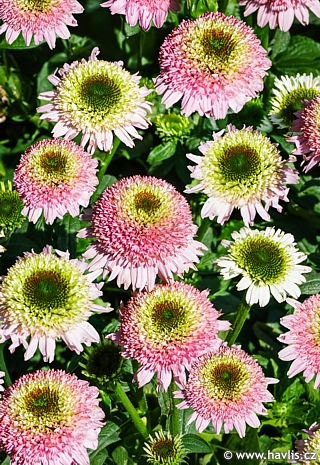 Echinacea