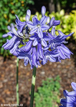 Agapanthus