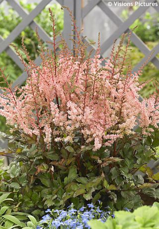 Astilbe chinensis