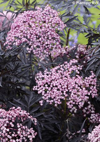 Sambucus nigra 'Hyfjolais'