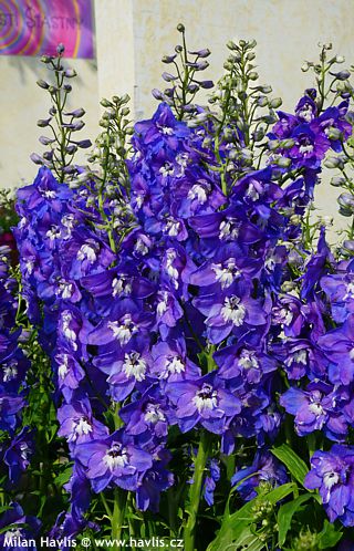 Delphinium (Elatum group)