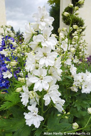 Delphinium (Elatum group)