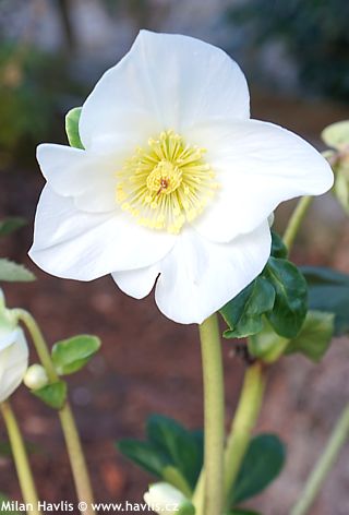 Helleborus 'Coseh 4500'