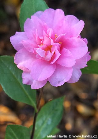 Camellia hiemalis (sasanqua)