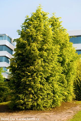 Metasequoia glptostroboides 'Wah-08ag'