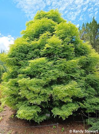 Metasequoia glptostroboides