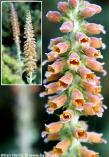 Digitalis parviflora 