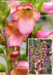 Digitalis 'ILLUMINATION&reg; PINK'