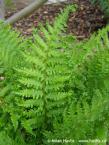 Dryopteris affinis  'CRISPA'