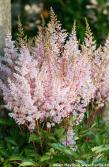 Astilbe 'LOOK AT ME'