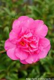 Camellia 'FROST PRINCE'