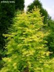 Metasequoia glyptostroboides 'Golden Oji' GOLD RUSH (syn. 'Ogon')