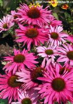 Echinacea 'Ifecsspur'