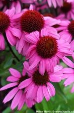 Echinacea 'Ifecsshotp''