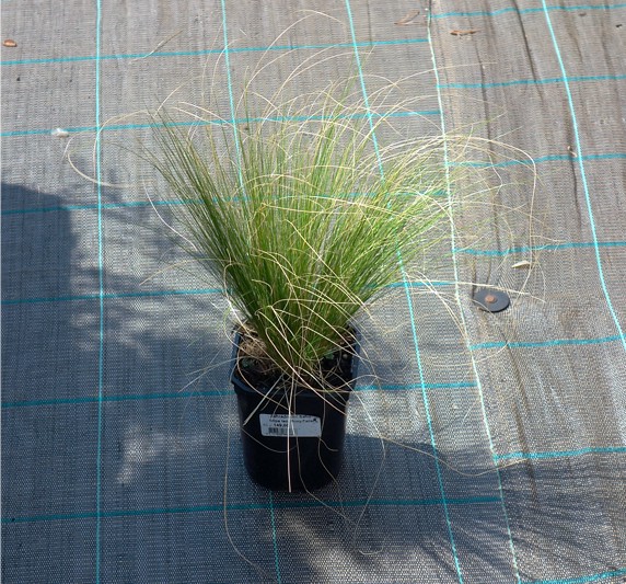 Stipa tenuissima ponytails